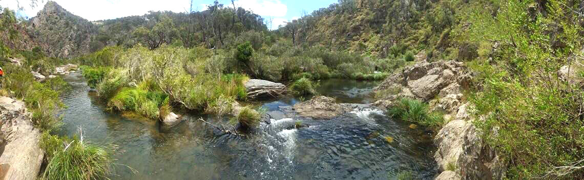 healthy bubbling river in bush area